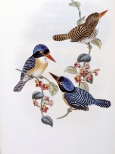 John Gould - Black Faced Kingfisher