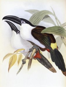 John Gould - Black-Billed Hill Toucan