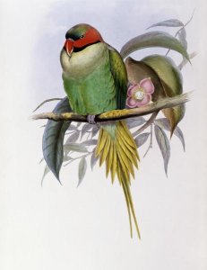John Gould - Bonaparte's Parakeet