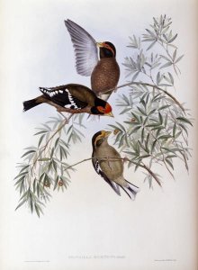 John Gould - Burton's Grosbeak