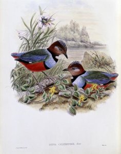 John Gould - Celebean Pitta