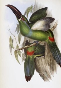 John Gould - Chestnut-Billed Groove-Bill (Toucan)