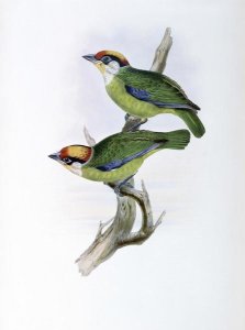 John Gould - Franklin's Barbet