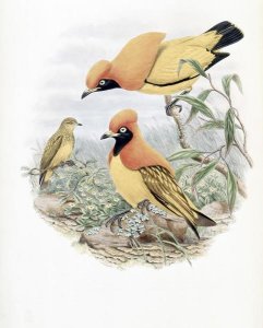 John Gould - Golden Bird of Paradise