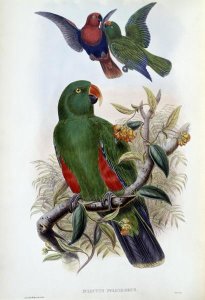 John Gould - Green Lory