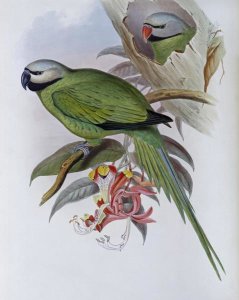 John Gould - Grey-Headed Parakeet