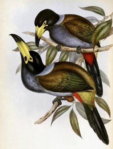 John Gould - Hooded Hill Toucan