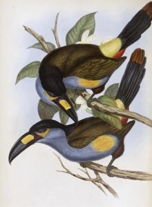 John Gould - Laminated Hill Toucan