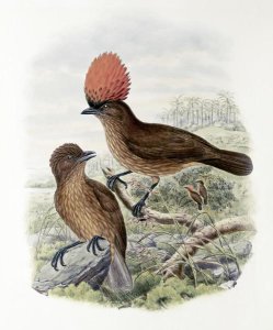 John Gould - Orange-Crested Bower-Bird