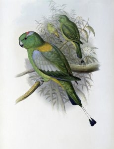 John Gould - Racket-Tailed Parrot