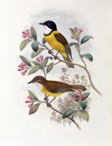 John Gould - Ramsay's Thickhead