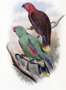 John Gould - Riedel's Parrot