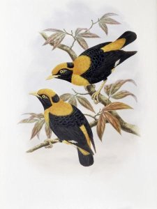 John Gould - Robertson's Starling