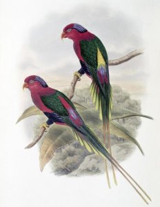 John Gould - Stella Parakeet