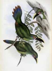 John Gould - White-Banded Groove-Bill (Toucan)