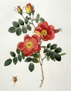 Pierre Joseph Redoute - Rosa Eglanteria (Punicea)