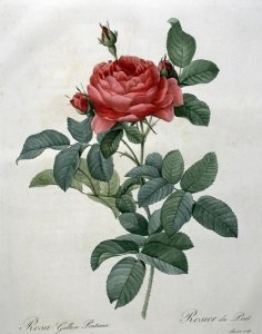 Pierre Joseph Redoute - Rosa Gallica (Pontiana)