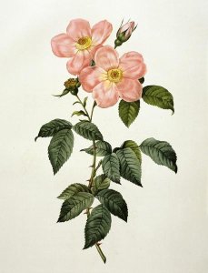 Pierre Joseph Redoute - Rosa Indica Frangras (Flora Simplici)