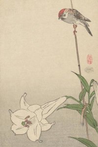 Baison - Small bird on lily plant., 1893