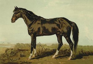 Samuel Sidney - Dongola Horse, 1900