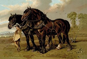 Samuel Sidney - Clydesdale Stallion & Mare, 1900