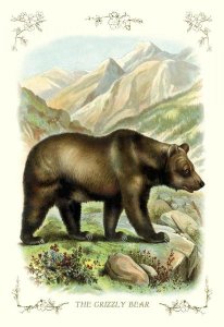 Unknown - The Grizzly Bear, 1900