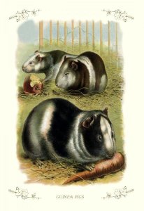 Unknown - Guinea Pigs, 1900