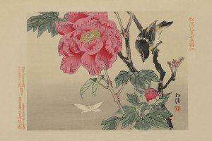 Unknown - Bird watching a Butterfly