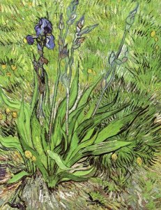 Vincent Van Gogh - The Iris