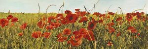 Luca Villa - Poppy Field