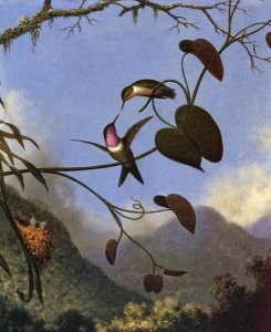 Martin Johnson Heade - Amethyst Woodstar