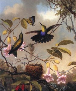 Martin Johnson Heade - Fork Tailed Woodnymph