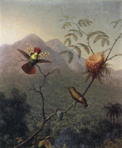 Martin Johnson Heade - Tufted Coquette