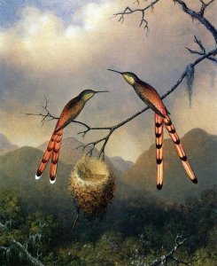 Martin Johnson Heade - Two Hummingbirds With Their Young