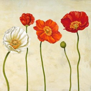 Cynthia Ann - Coquelicots II