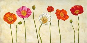 Cynthia Ann - Coquelicots