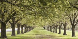 Ocean Images - Rows of Trees Bordering Greensward