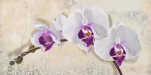 Elena Dolci - Royal Orchid