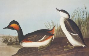 John James Audubon - Eared Grebe
