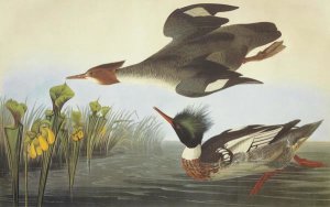 John James Audubon - Red-Breasted Merganser