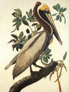 John James Audubon - Brown Pelican