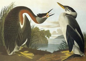 John James Audubon - Red-Necked Grebe