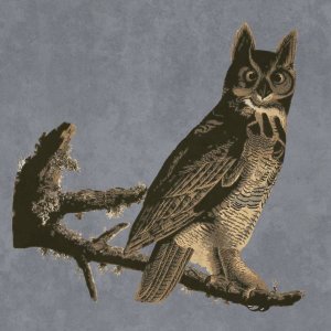 BG.Studio - Audubon Decor - Horned Owl Detail