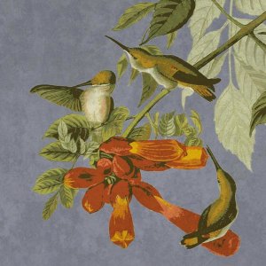 BG.Studio - Audubon Decor - Humming Bird Detail