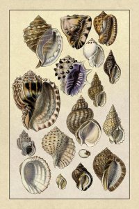 G.B. Sowerby - Shells: Purpurifera