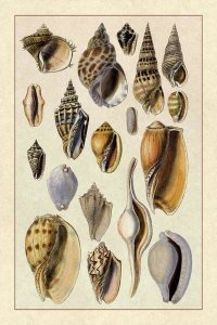 G.B. Sowerby - Shells: Trachelipoda #6