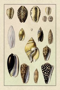 G.B. Sowerby - Shells: Convoltae and Orthocerata