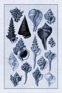 G.B. Sowerby - Shells: Trachelipoda #4 (Blue)