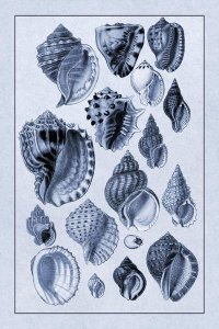 G.B. Sowerby - Shells: Purpurifera (Blue)