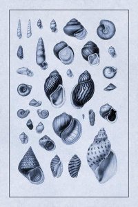 G.B. Sowerby - Shells: Sessile Cirripedes #2 (Blue)